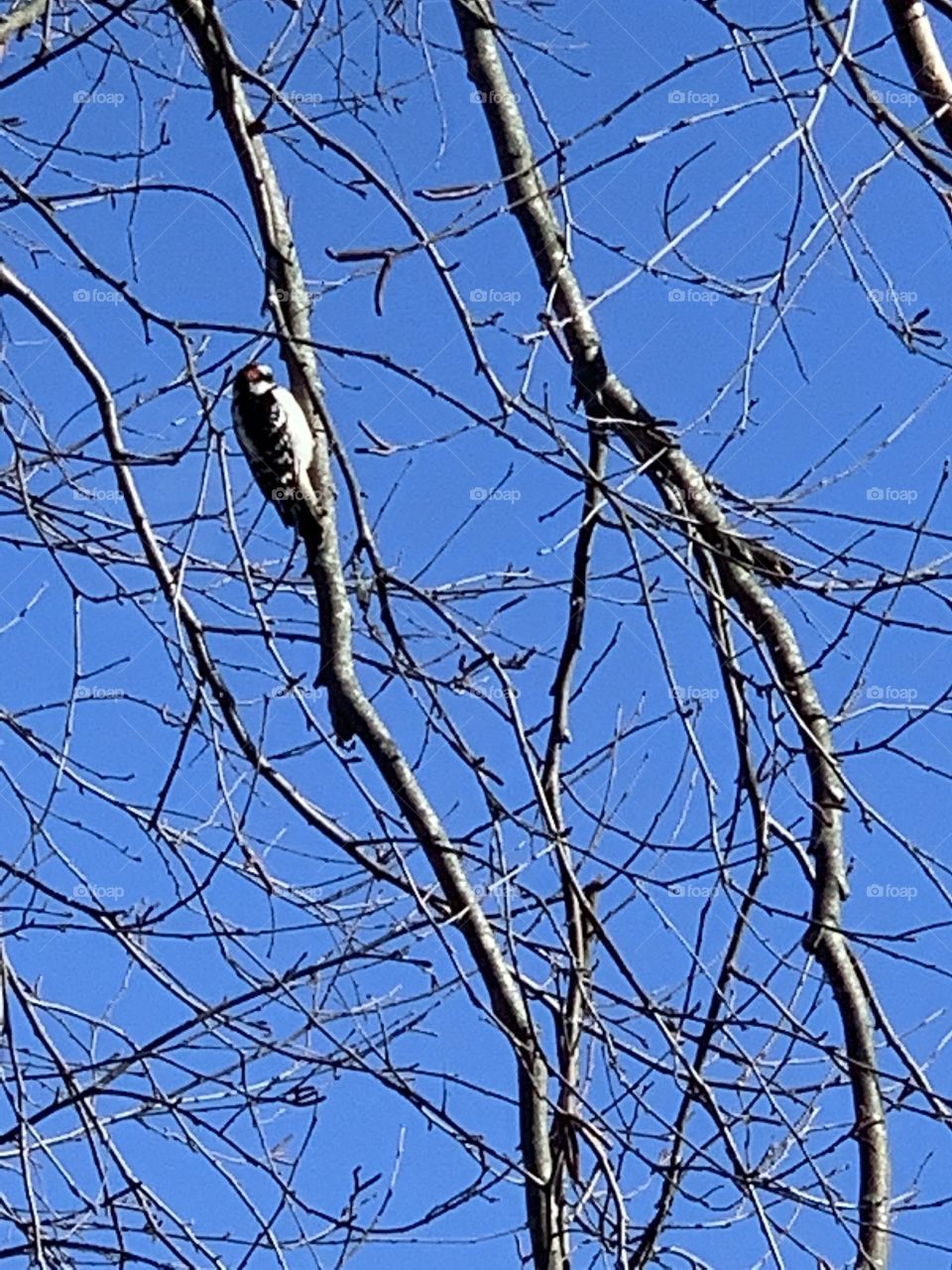 Winter woodpecker wildlife 