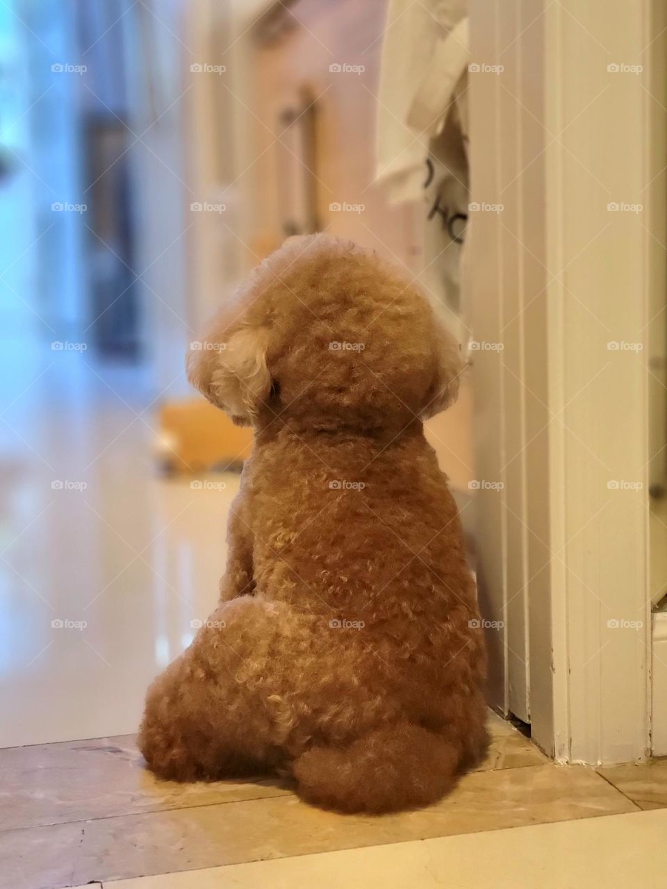 brown toy poodle dog seated watching