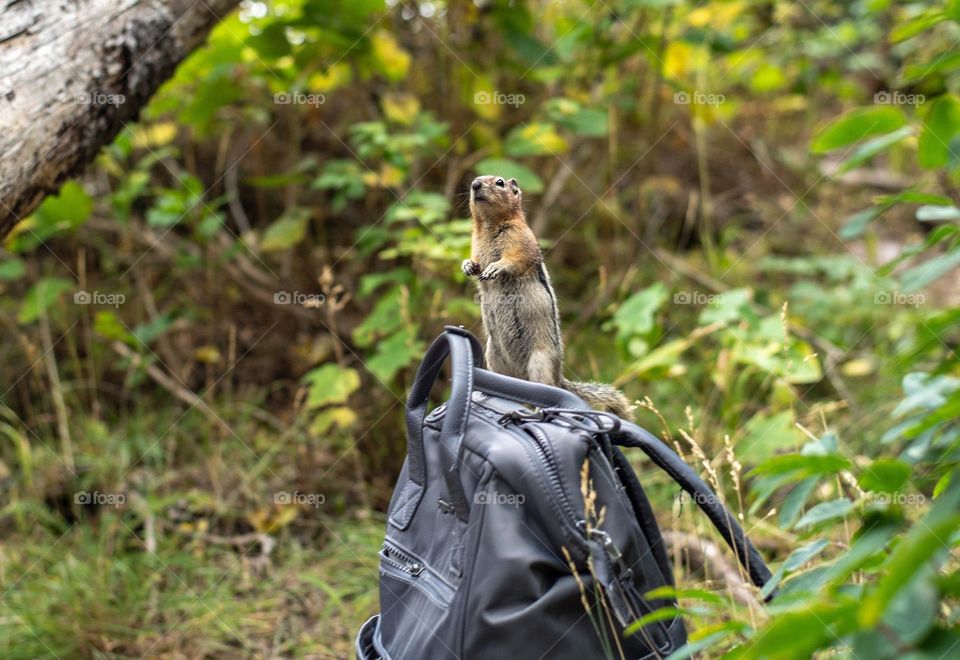 Squirrel standing on my backpack 