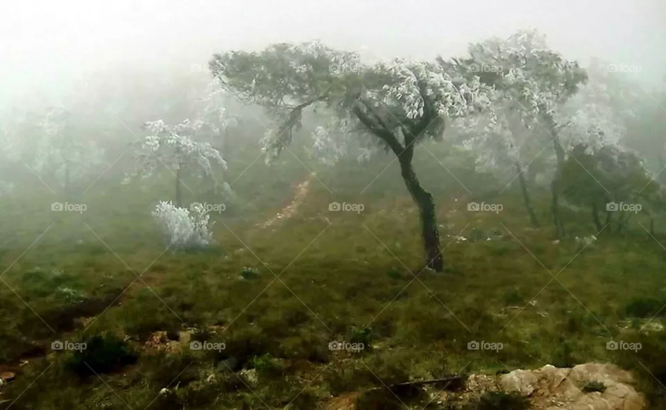 niebla