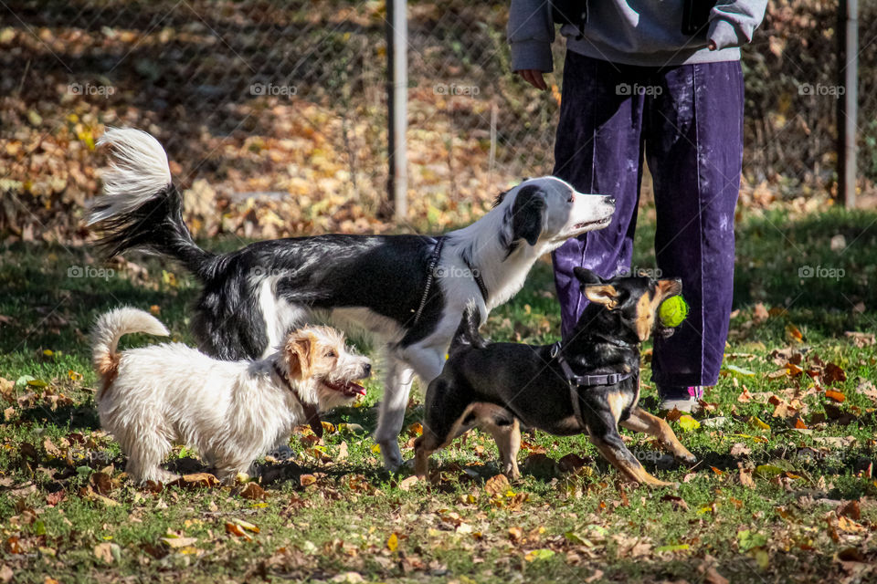 Dogs playing at the dog center