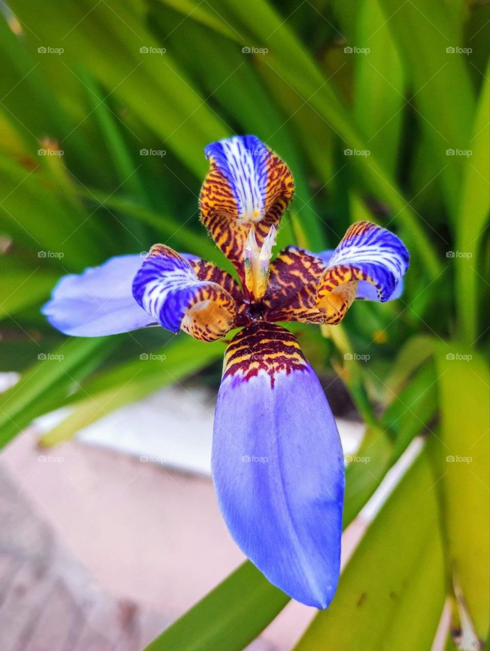 iris flower