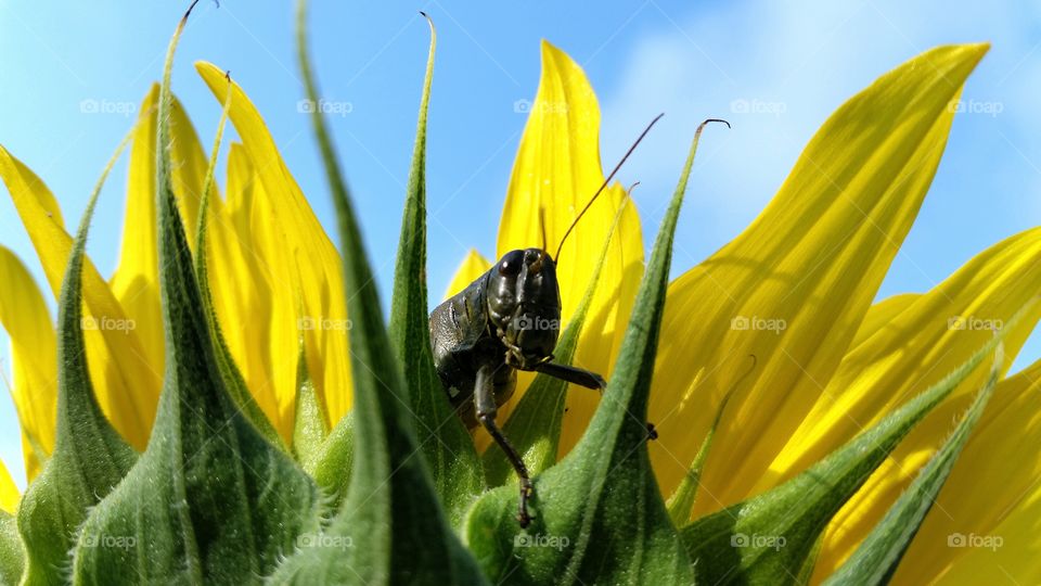 grasshopper on sunflower