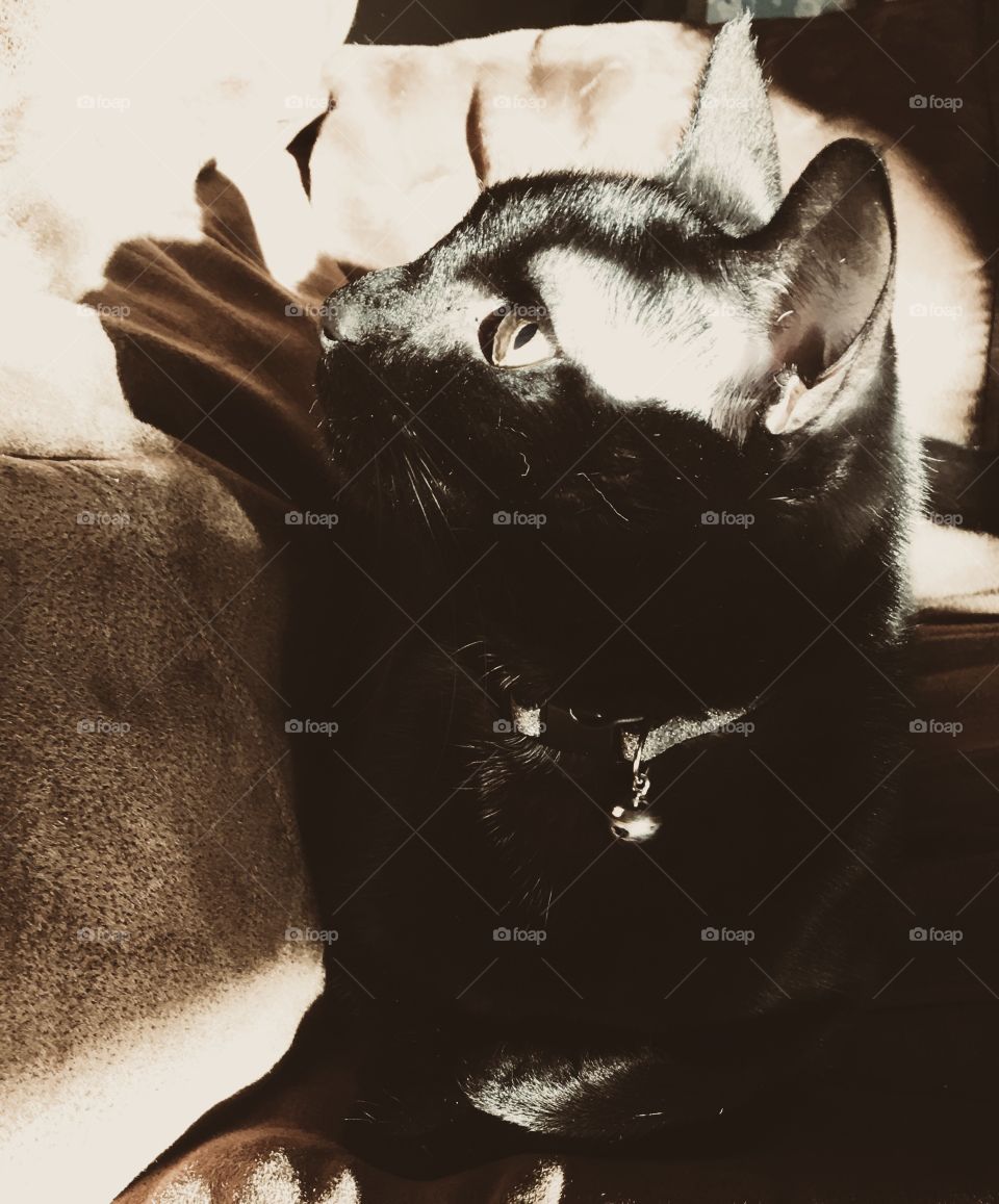 Cat looking at some ufo on ceiling