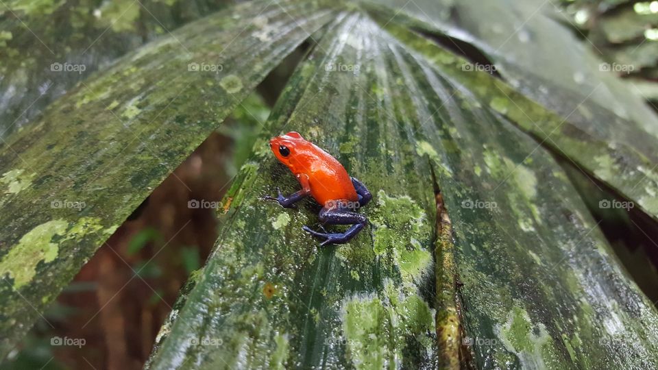 Close-up of a frog on leaf