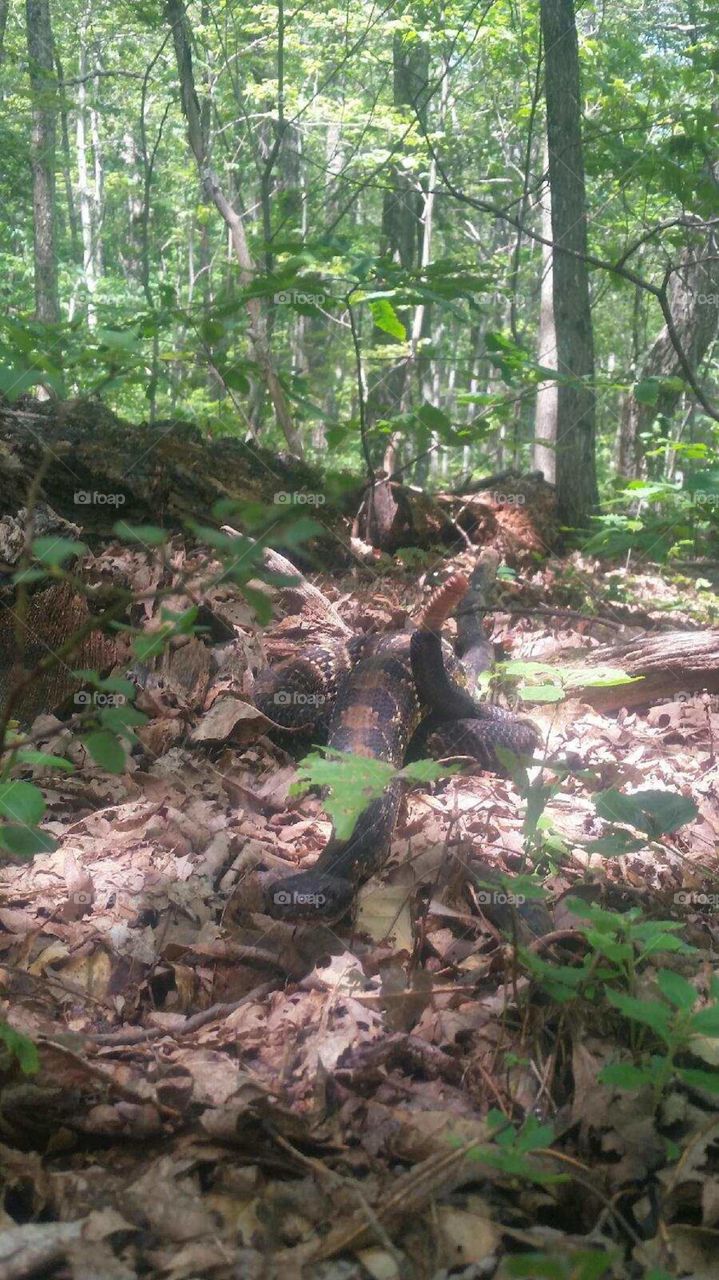 timber rattlesnake