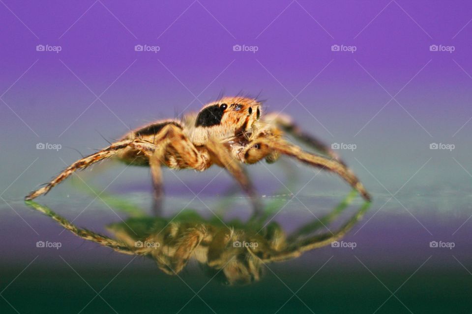 Jumping spider with reflection
