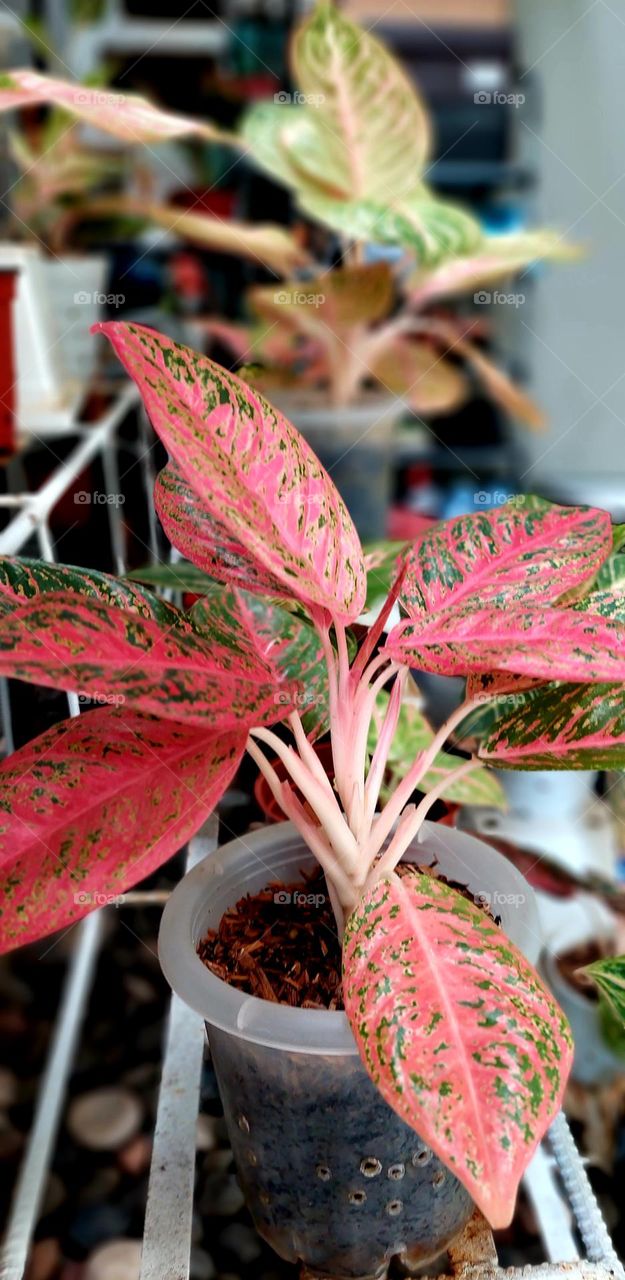 Aglaonema is a popular ornamental plant from the taro tribe or Araceae. The genus Aglaonema has about 30 species. They are native to tropical and subtropical regions of Asia and New Guinea. They are commonly known as Chinese evergreens