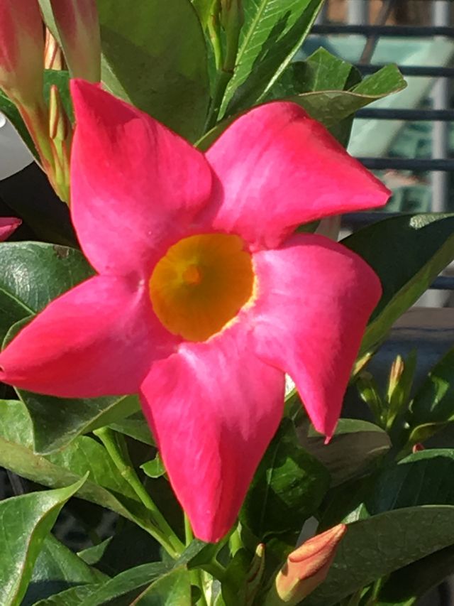 Pink flower