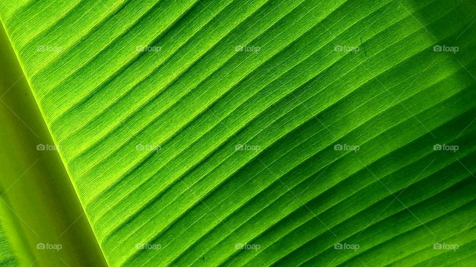 Leaf
