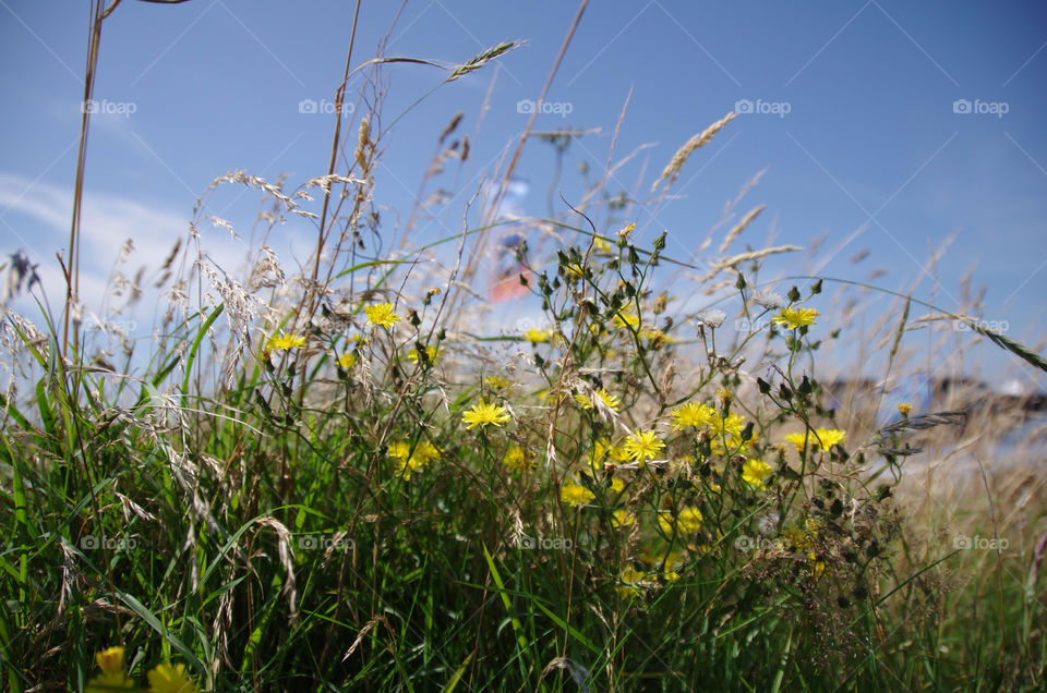 flowers yellow wild grasses by seeker