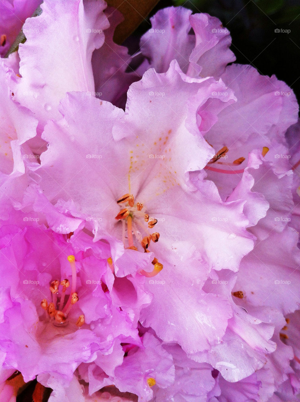 pink flower summer rhododendron by mirre