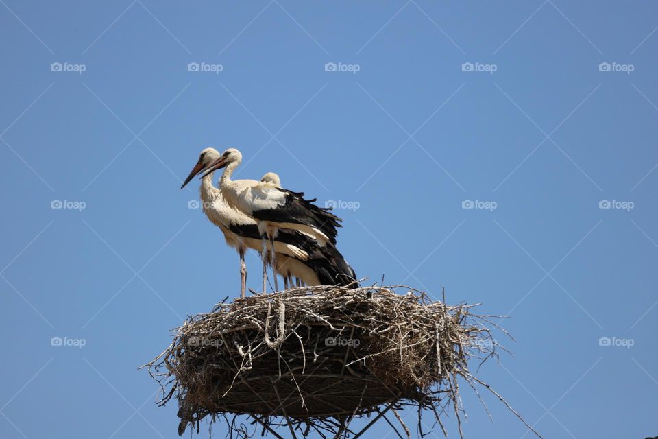 storks 