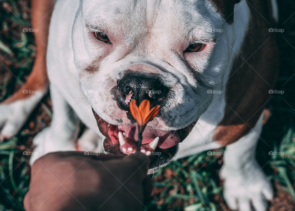 Bulldog Smelling a Flower