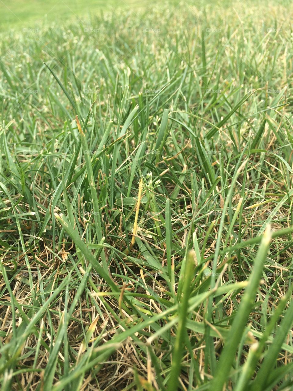 Grass, green, close up 