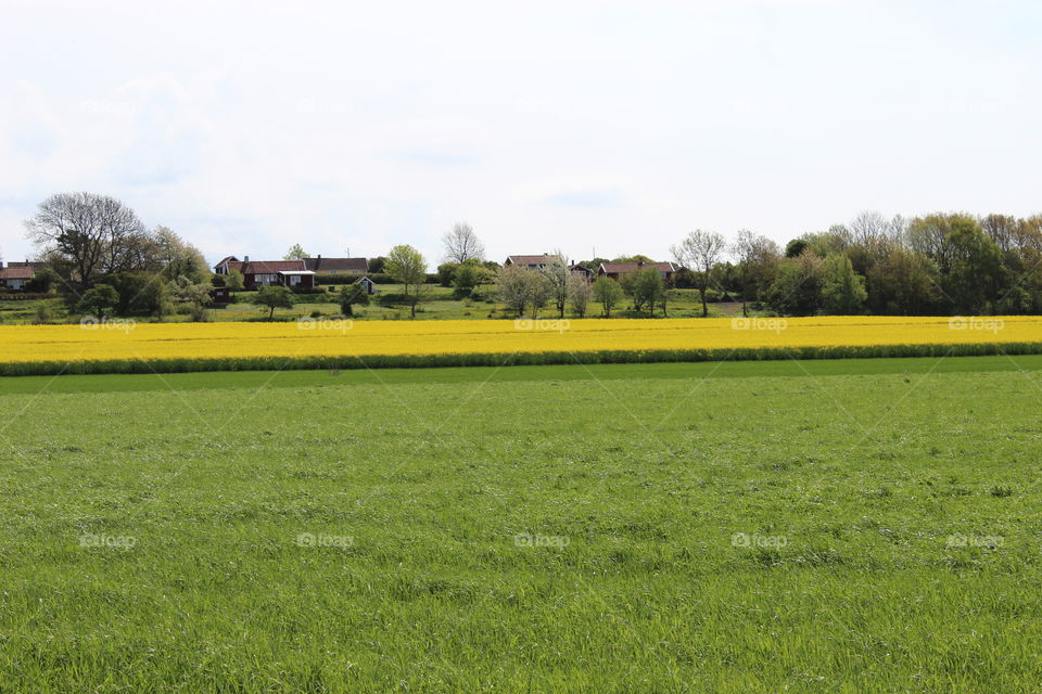 Fields. From Öland, Sweden