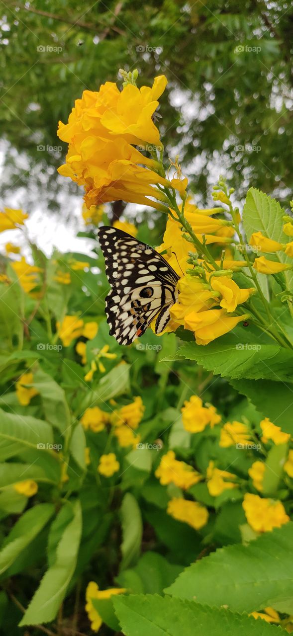 butterfly and flower