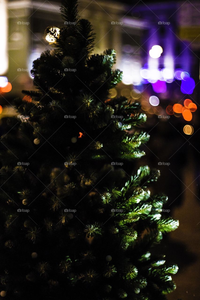 Christmas, Winter, Tree, Pine, Celebration
