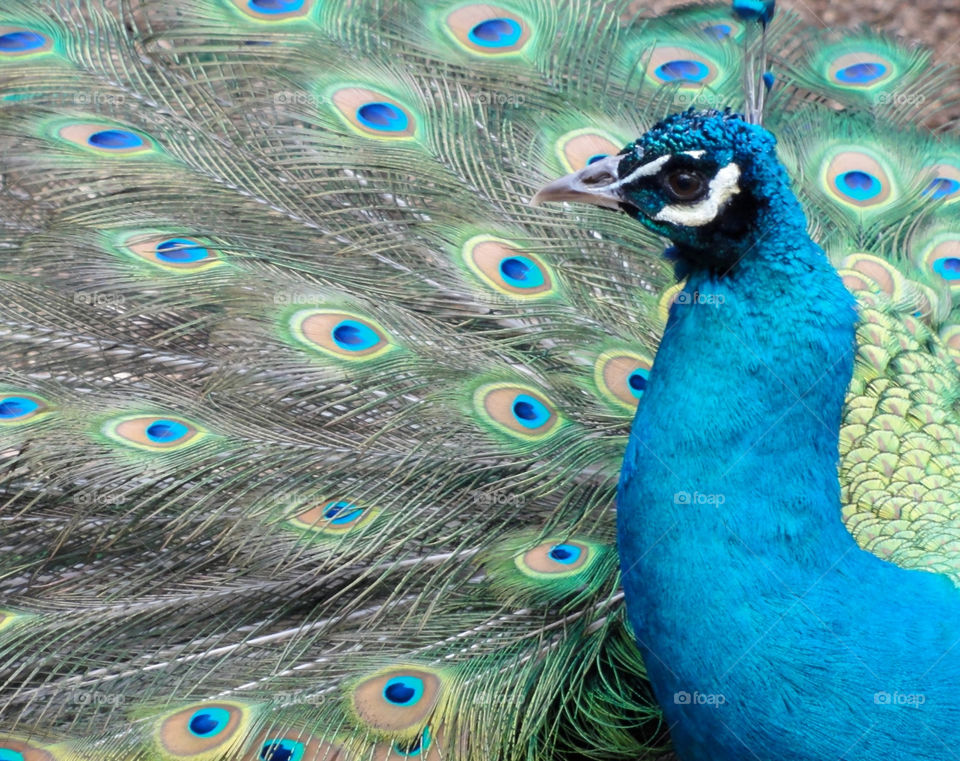 blue animal bird eyes by sydney428