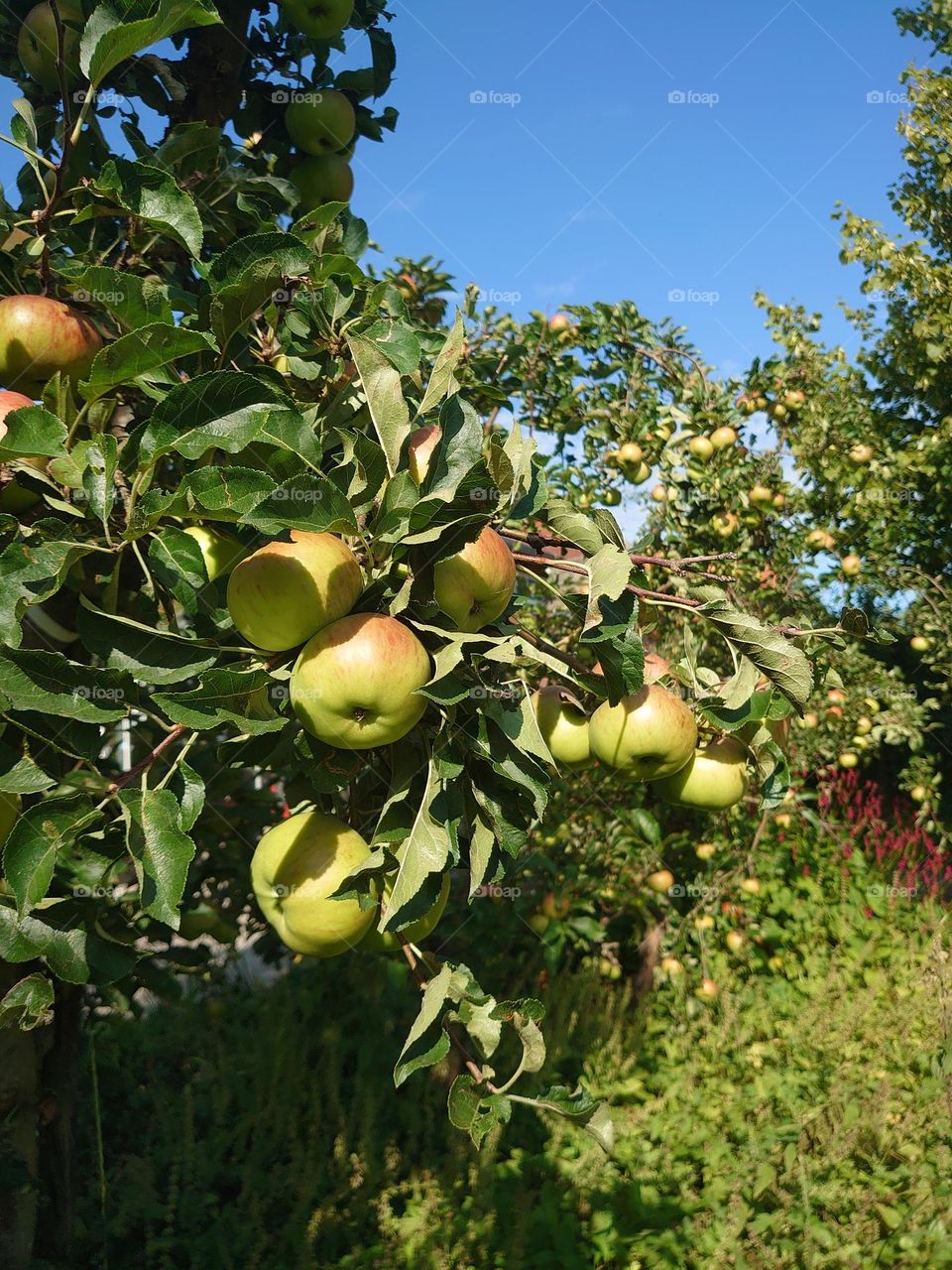 Apple Trees in fruit orchard