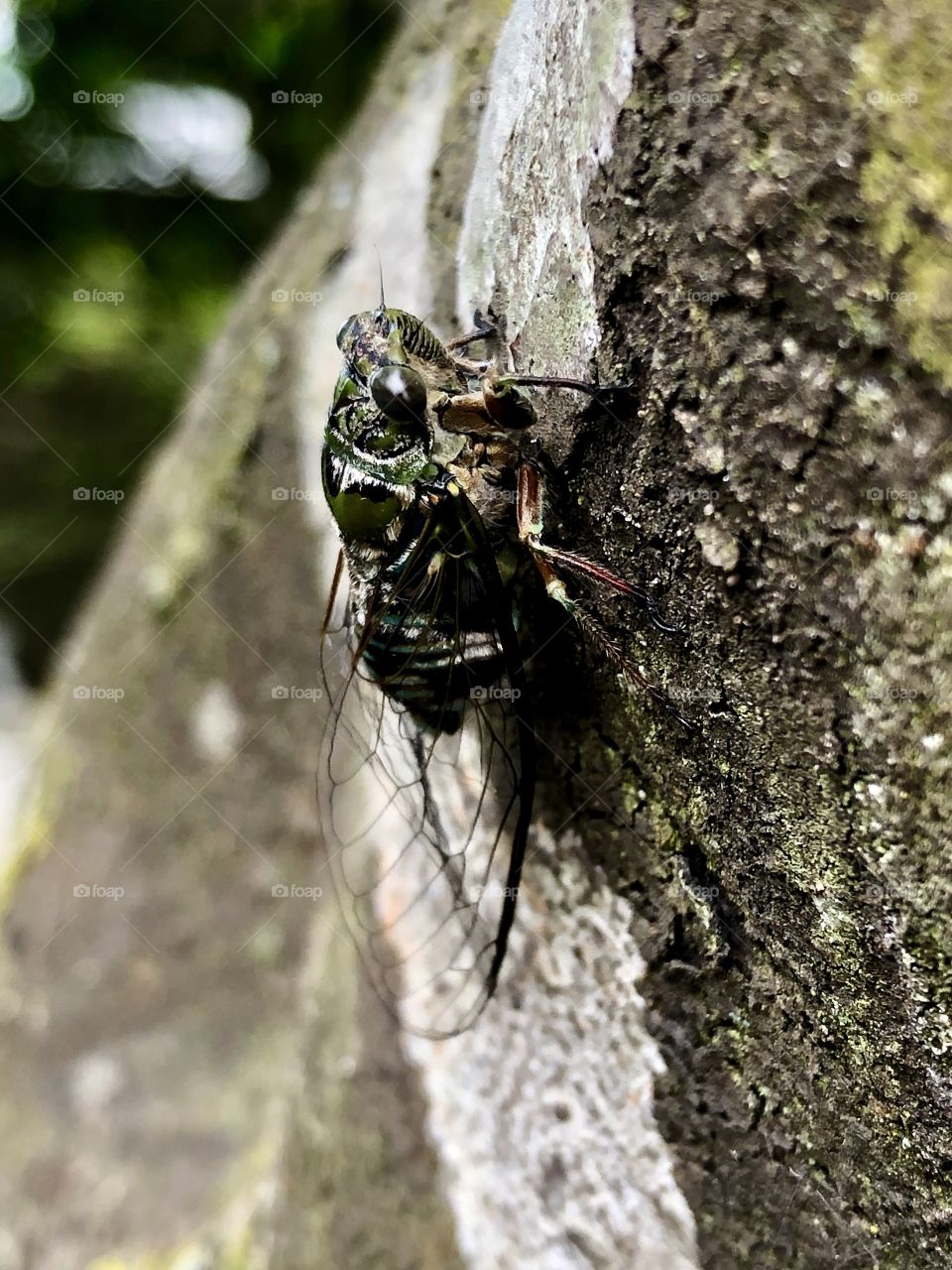 Cicada