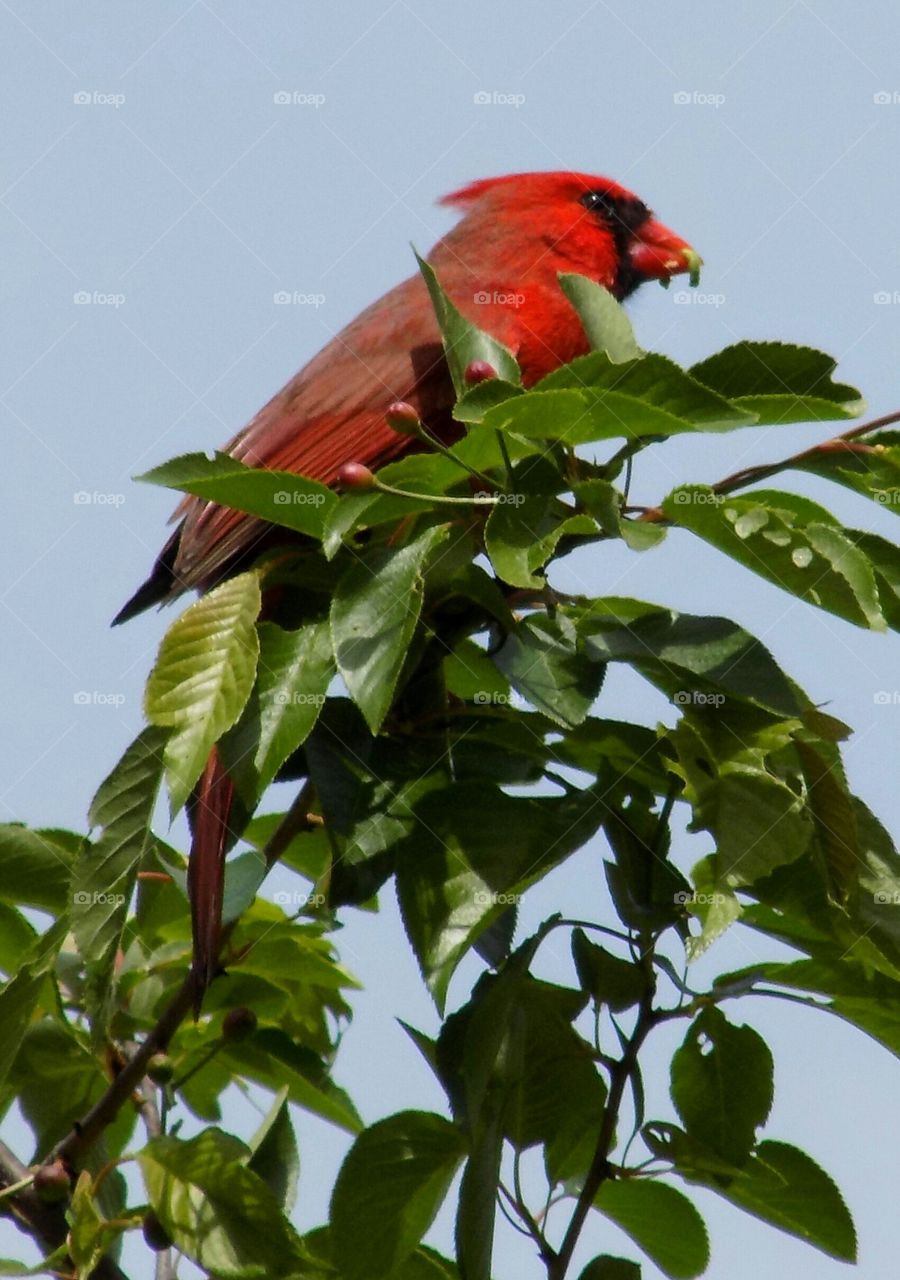 Cardinal with Worm