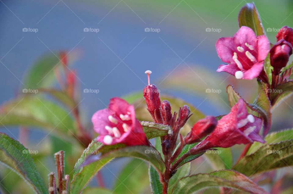 Pink flowers in November 