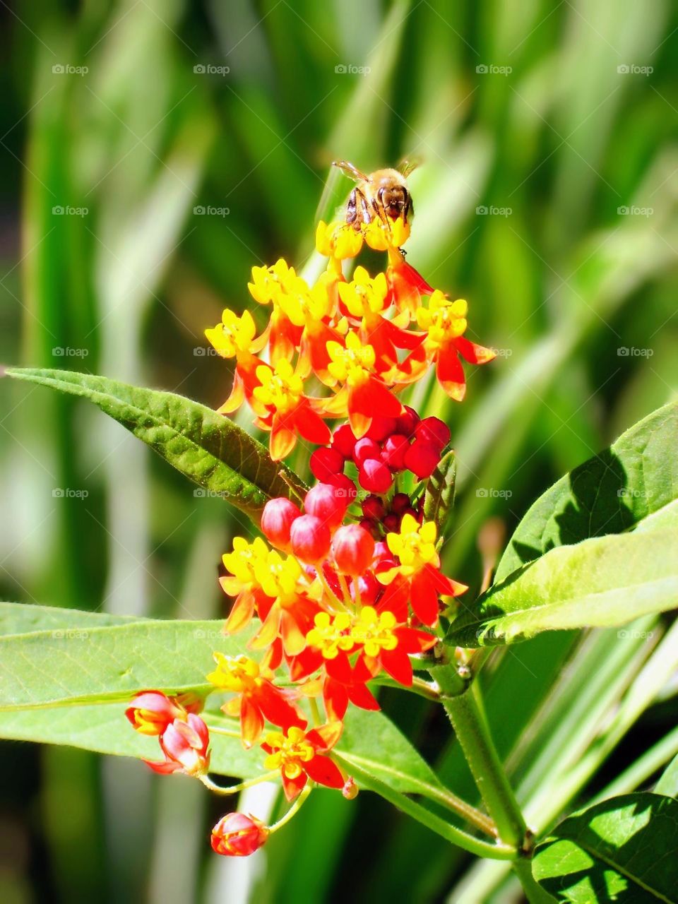 Bee on the flowers