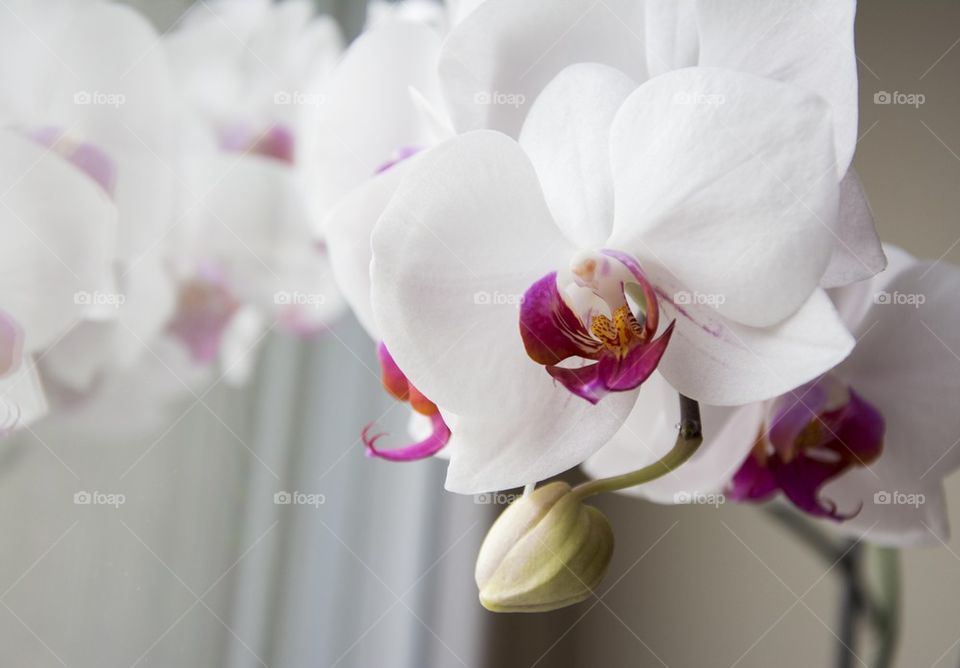 white orchids