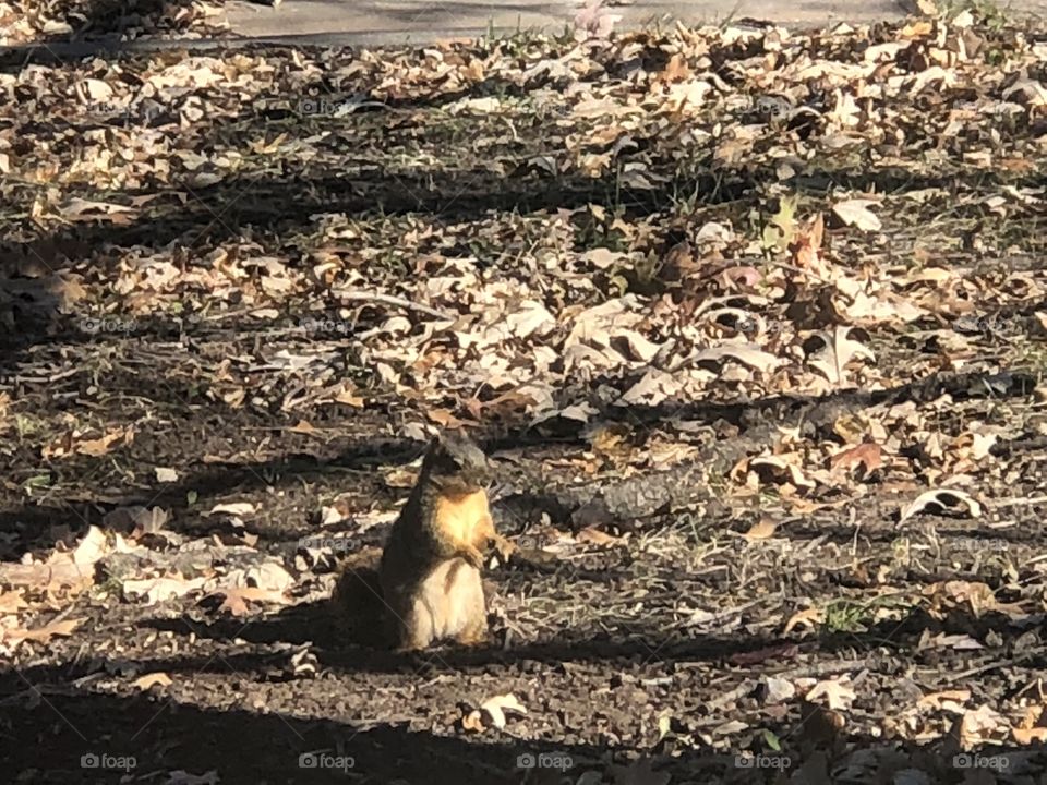 Tree limb shadows and a squirrel