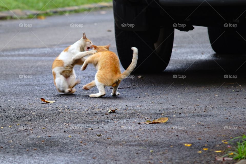 fighting cats