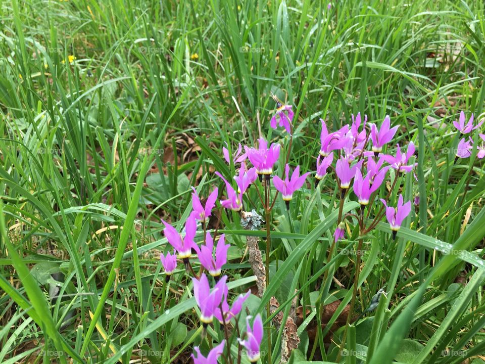 Little beauties in the grass