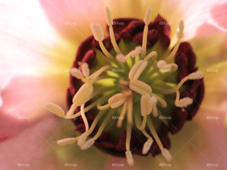 Signs of Spring! Morning sunlight shining through the back of this pink & green hellebore beautifully illuminated the intricate core of this flower. 