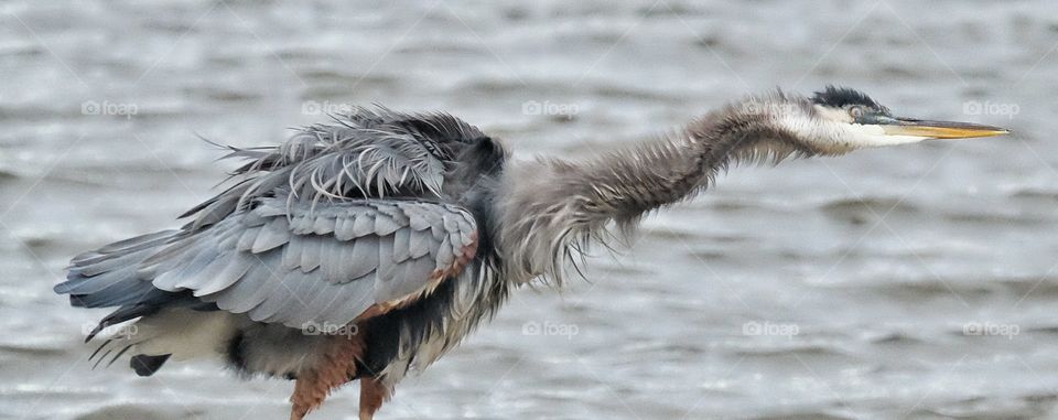 Great Blue Heron Shaking it Off