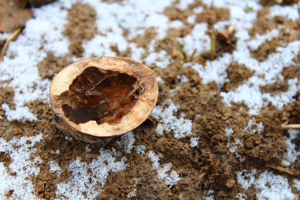 Walnut on the ground and snow