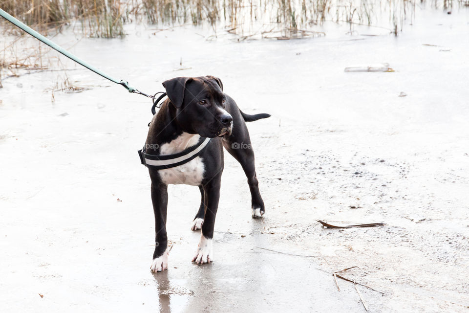 Puppy dog on frozen ice for the first time , valp hund på is för första gången 