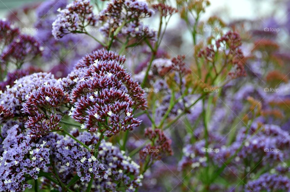 Beautiful flowers