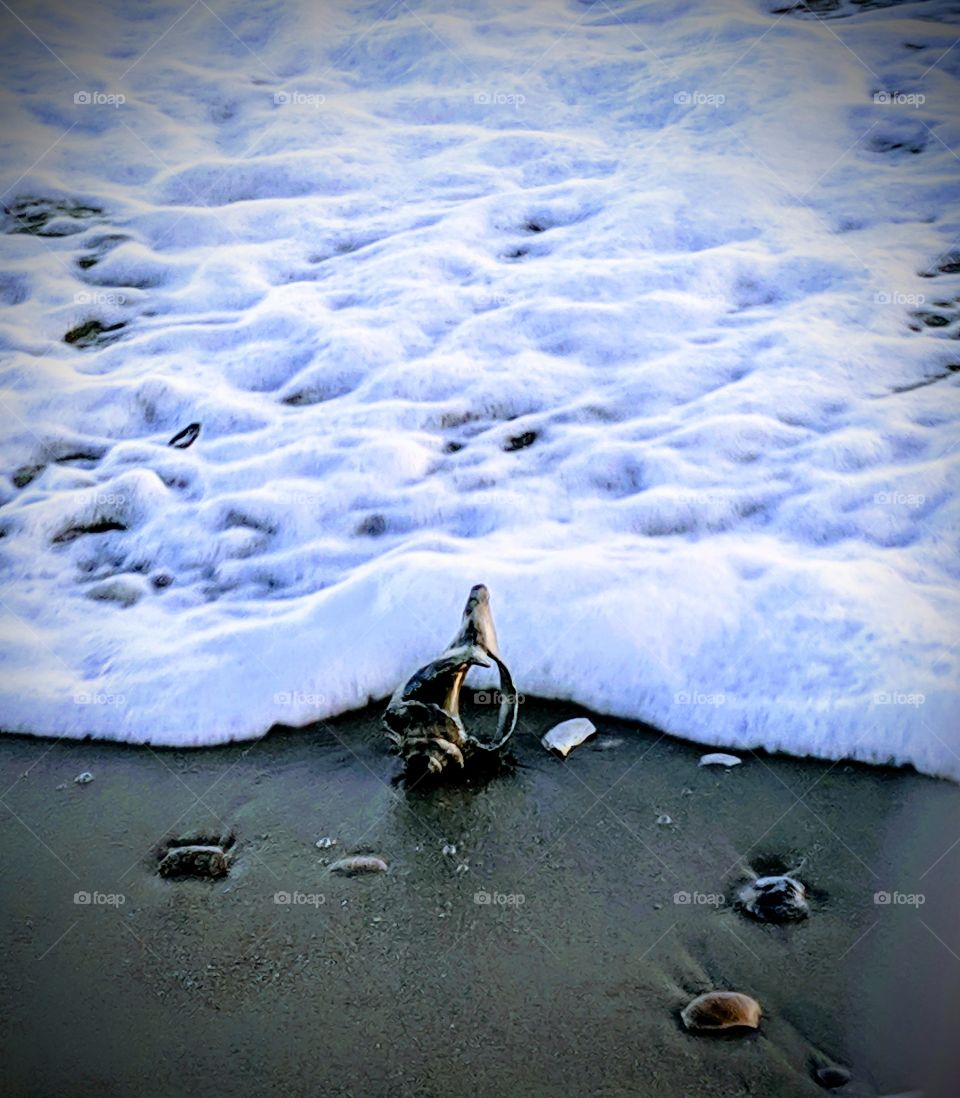 seashells in ocean foam