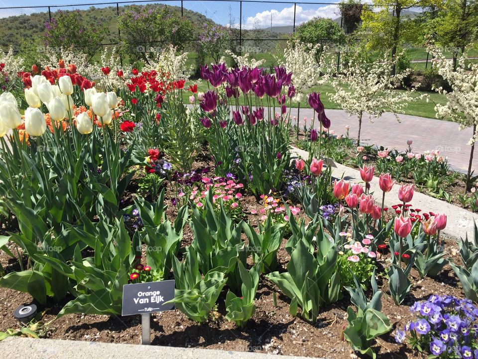 The Tulip Festival, Fragrance Garden at Thanksgiving Point. Lehi, Utah. Copyright © CM Photography 2019.