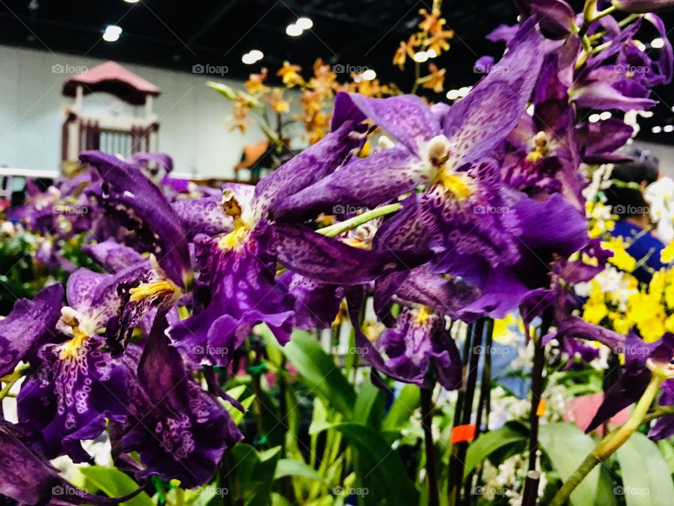 Orchids at the Orange County Convention Center Home show