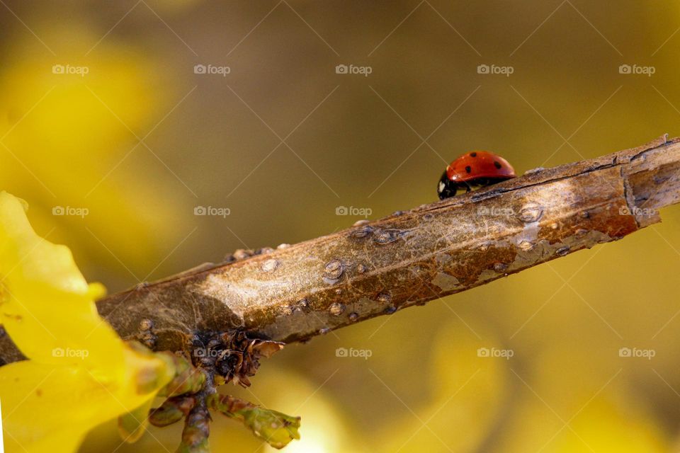 A ladybug