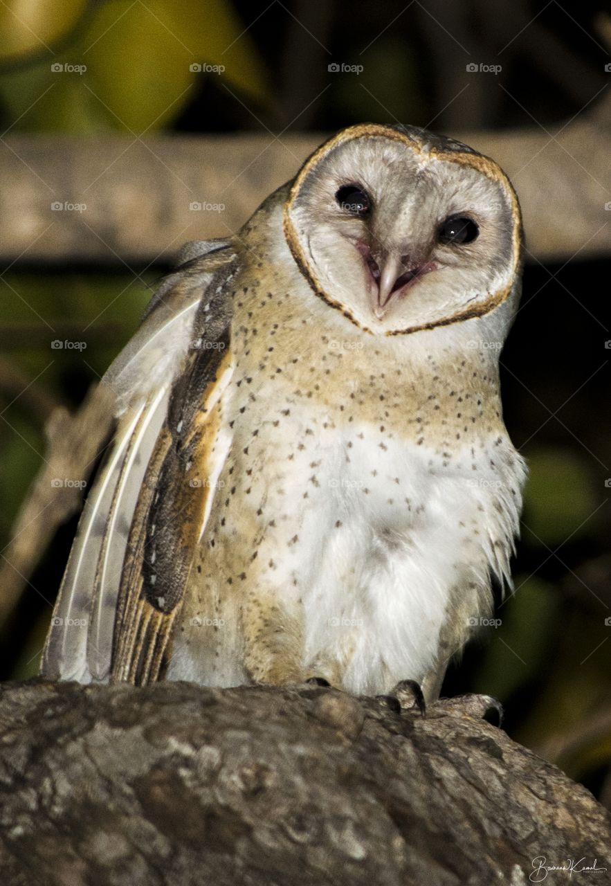 Barn Owl, Salem, India