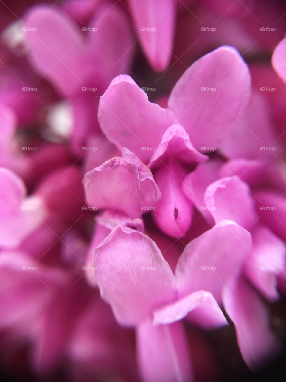 Closeup pink blossoms