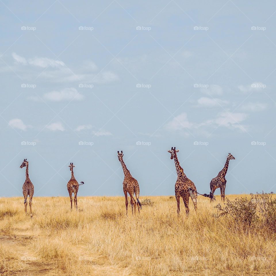 Five giraffe on grass feild during day time