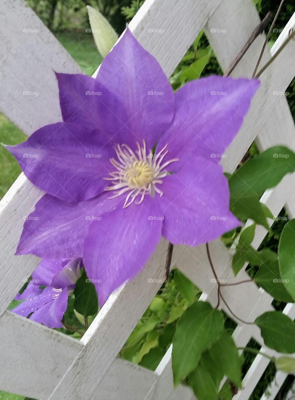 Purple Clematis