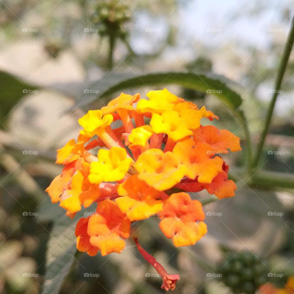 Lantanas