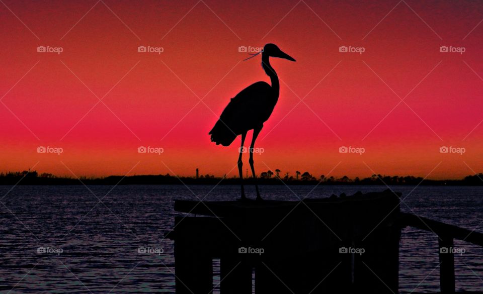 World of silhouettes and shadows - Great Blue Heron standing on the dock of the bay,  surrounded by a magnificent sunset 