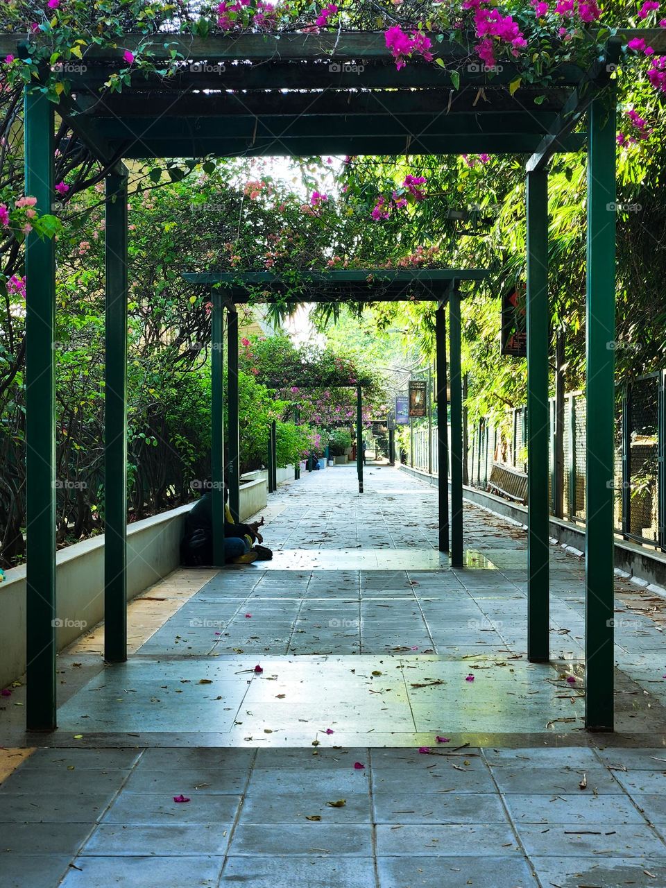 The beauty of Bougainvillea.