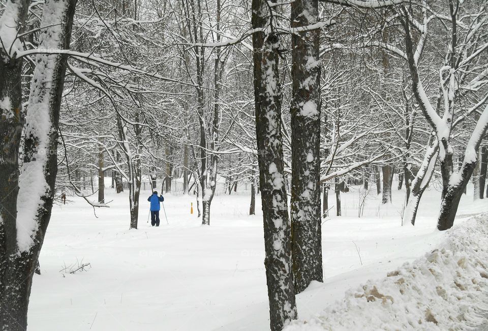 Winter, Snow, Cold, Frost, Ice