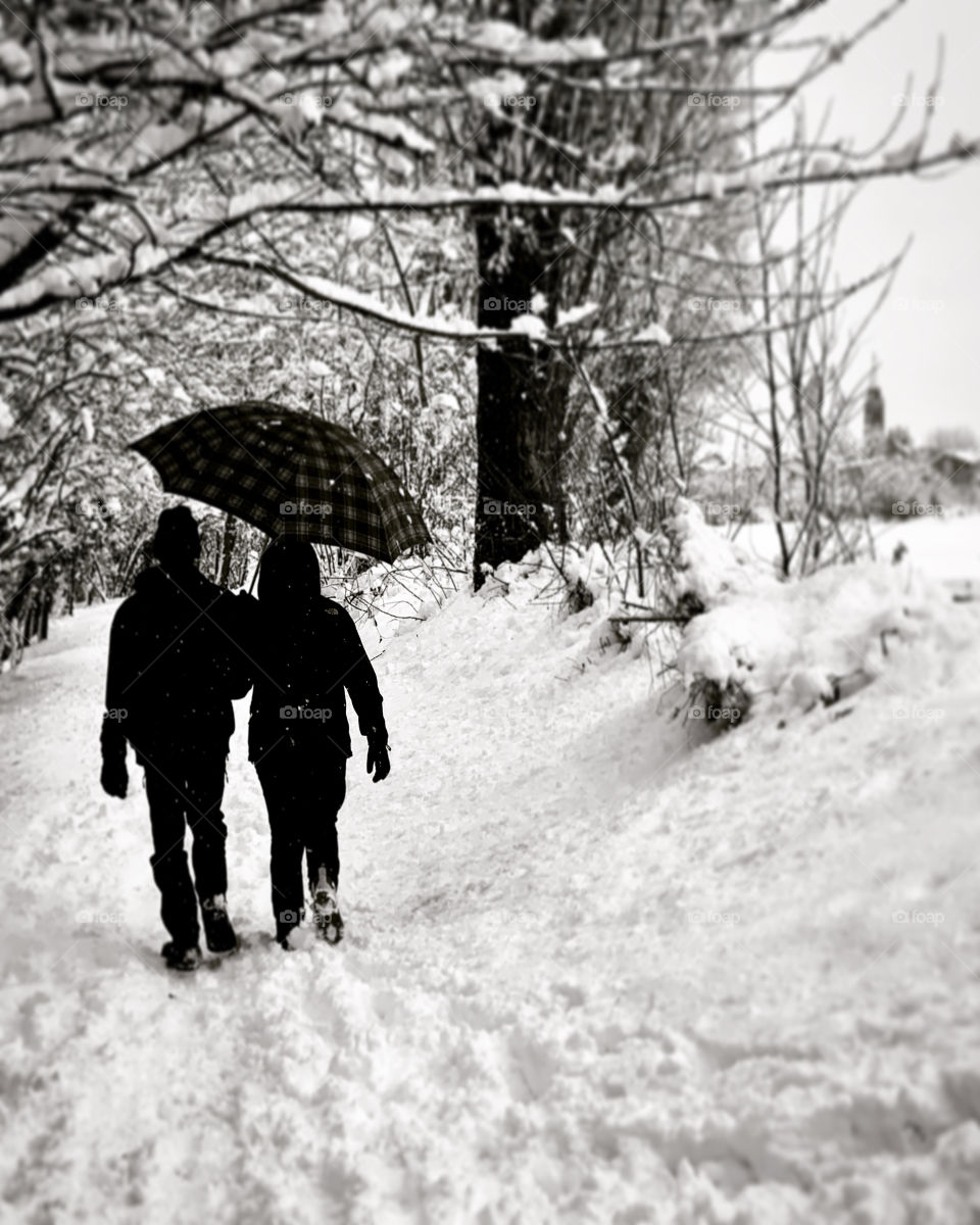 intense snowfall in the Lombard countryside